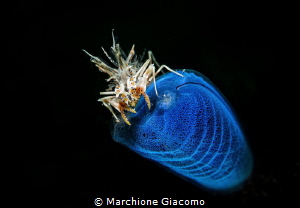 Tiger shrimp
Lembeh strait 2017
Nikon D800E , 105 macro... by Marchione Giacomo 